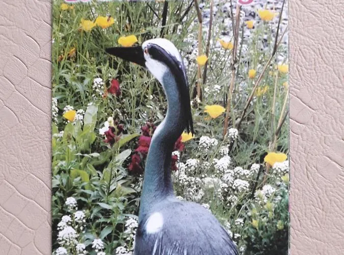 Oda ve Kahvaltı De Blauwe Reiger *